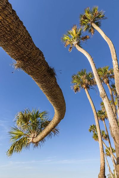Jones, Adam 아티스트의 Sable palm tree along shoreline of Harney Lake at sunset-Florida작품입니다.